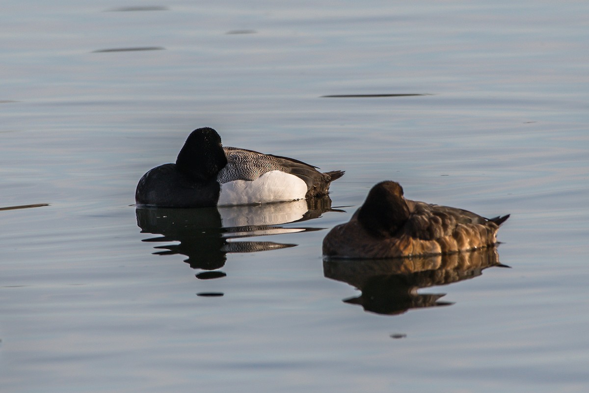 Greater Scaup - ML222269371