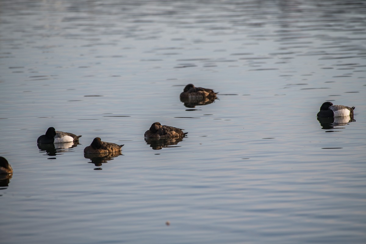 Greater Scaup - ML222269511