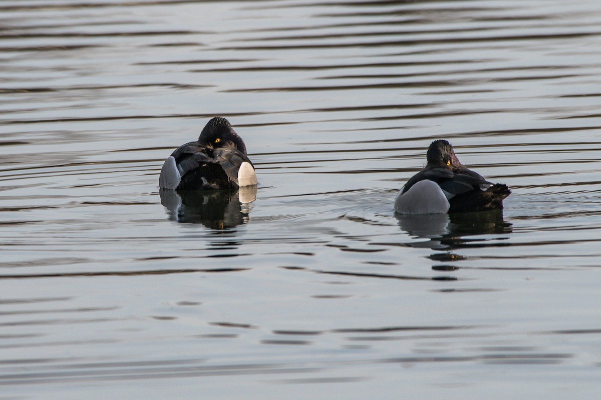 Ring-necked Duck - Frank King
