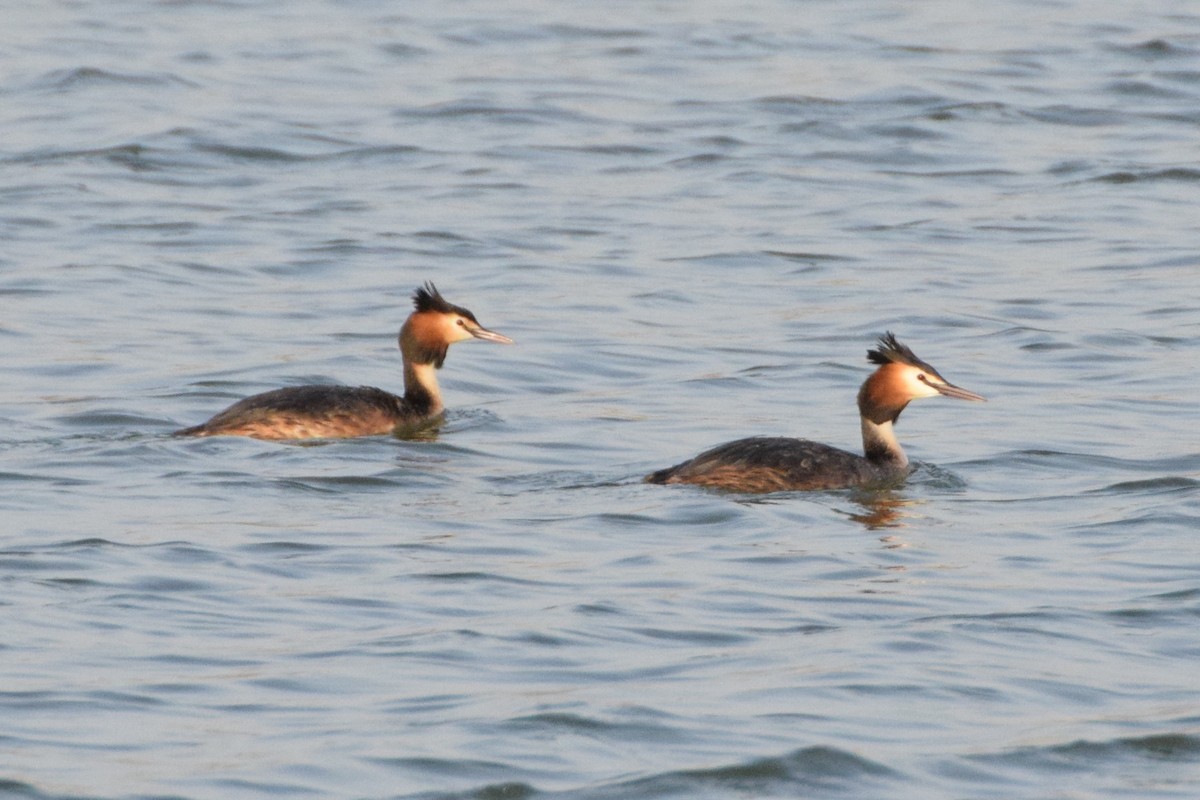 Great Crested Grebe - ML222271321
