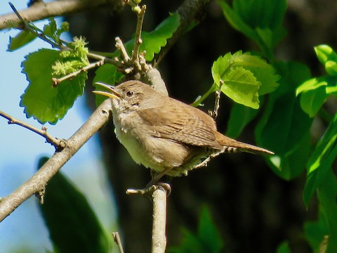 House Wren Troglodytes aedon Media Search Macaulay Library