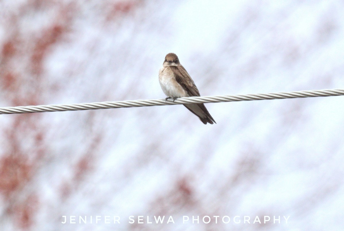 Northern Rough-winged Swallow - Jen Selwa