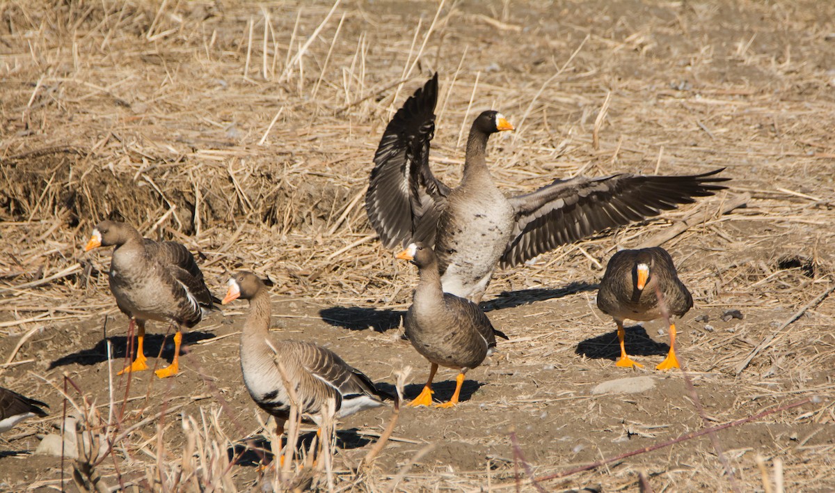 Greater White-fronted Goose - ismael chavez