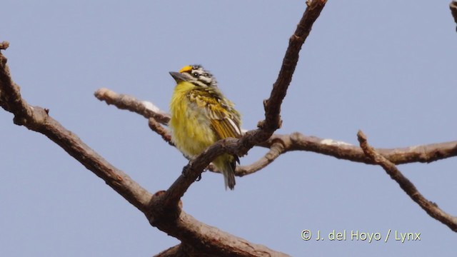 Yellow-fronted Tinkerbird - ML222287111