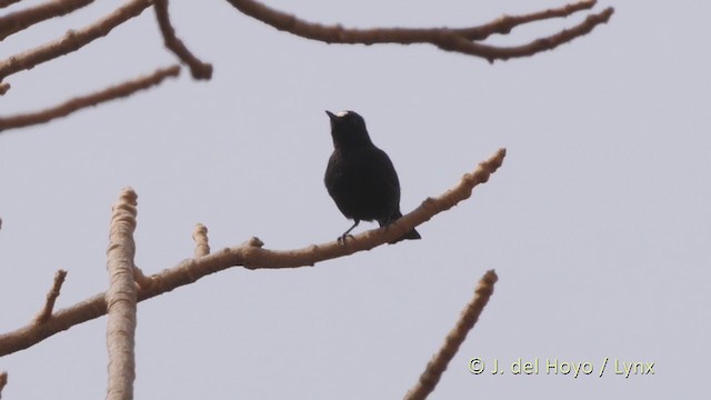 White-fronted Black-Chat - ML222287331