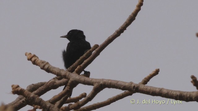 White-fronted Black-Chat - ML222287361