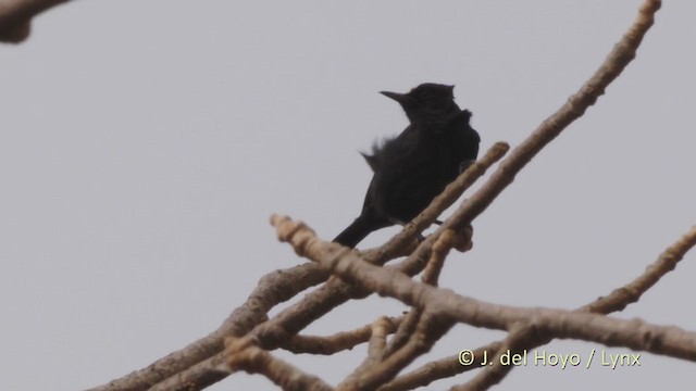 White-fronted Black-Chat - ML222287411