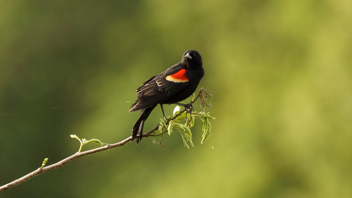 Red-winged Blackbird - Skipper Anding