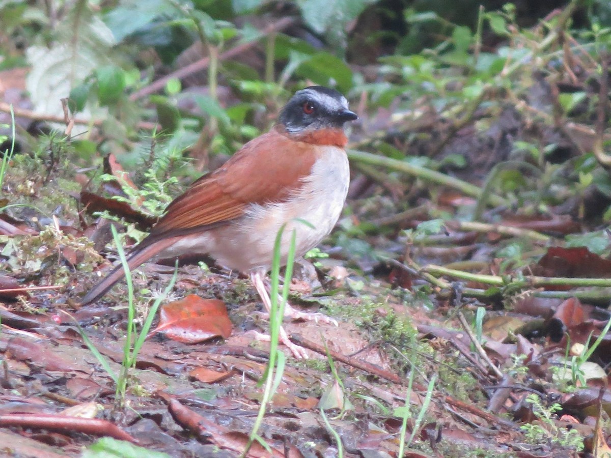 Red-throated Alethe - ML222289881