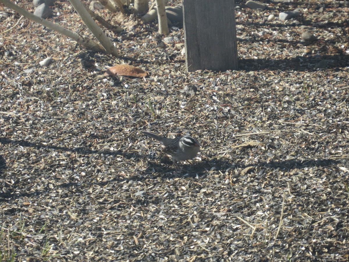 White-crowned Sparrow - ML222290381