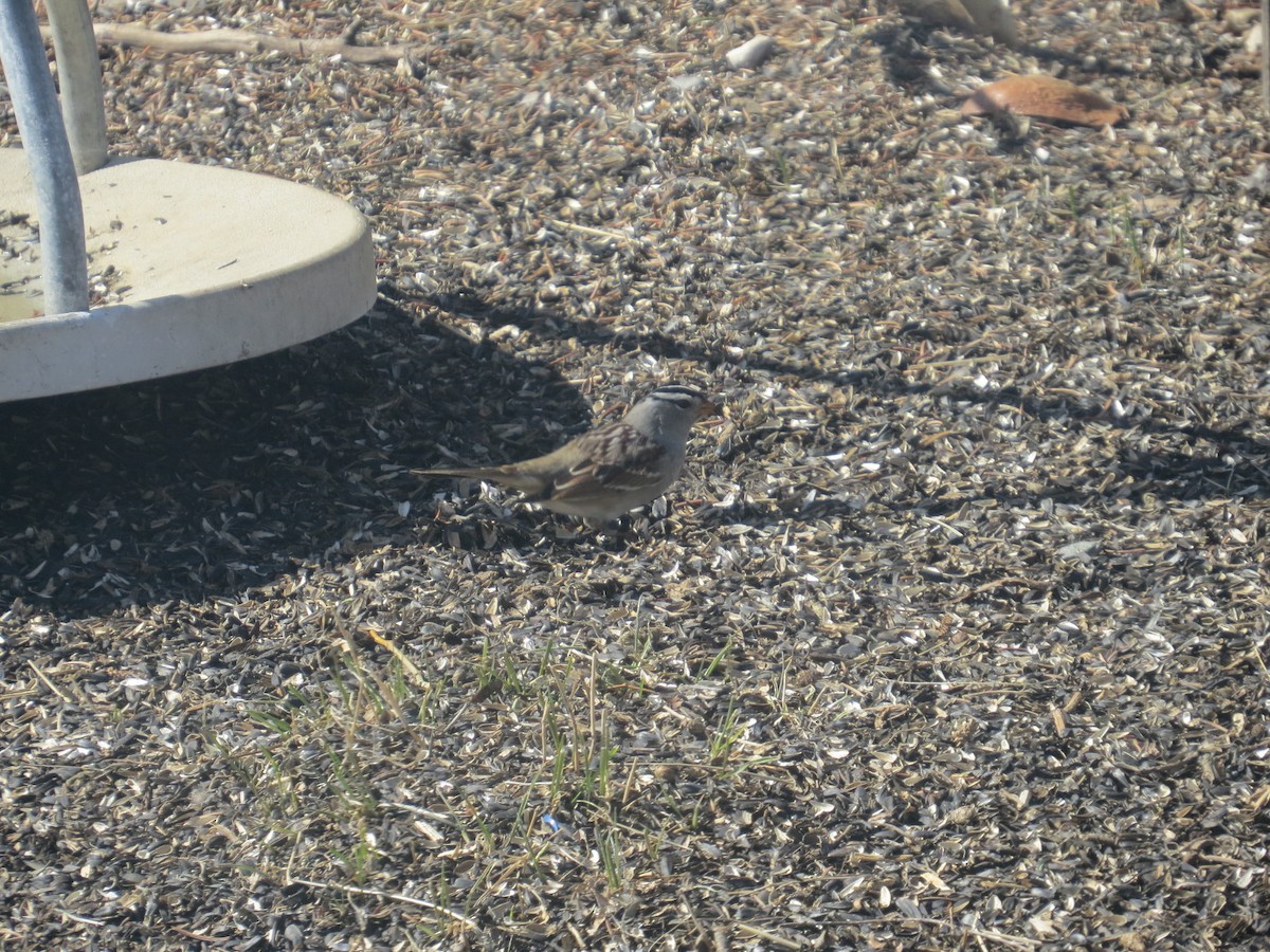 White-crowned Sparrow - ML222290401