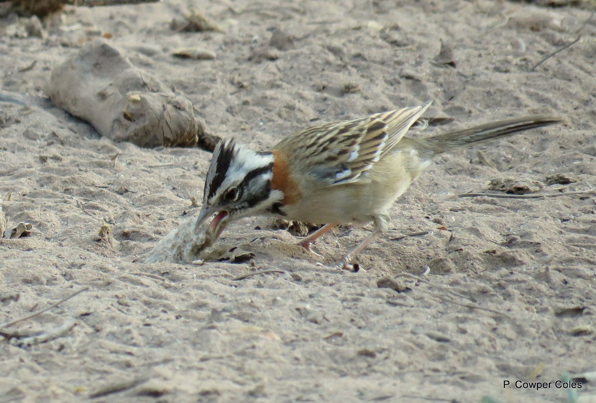 Rufous-collared Sparrow - Patricio Cowper Coles