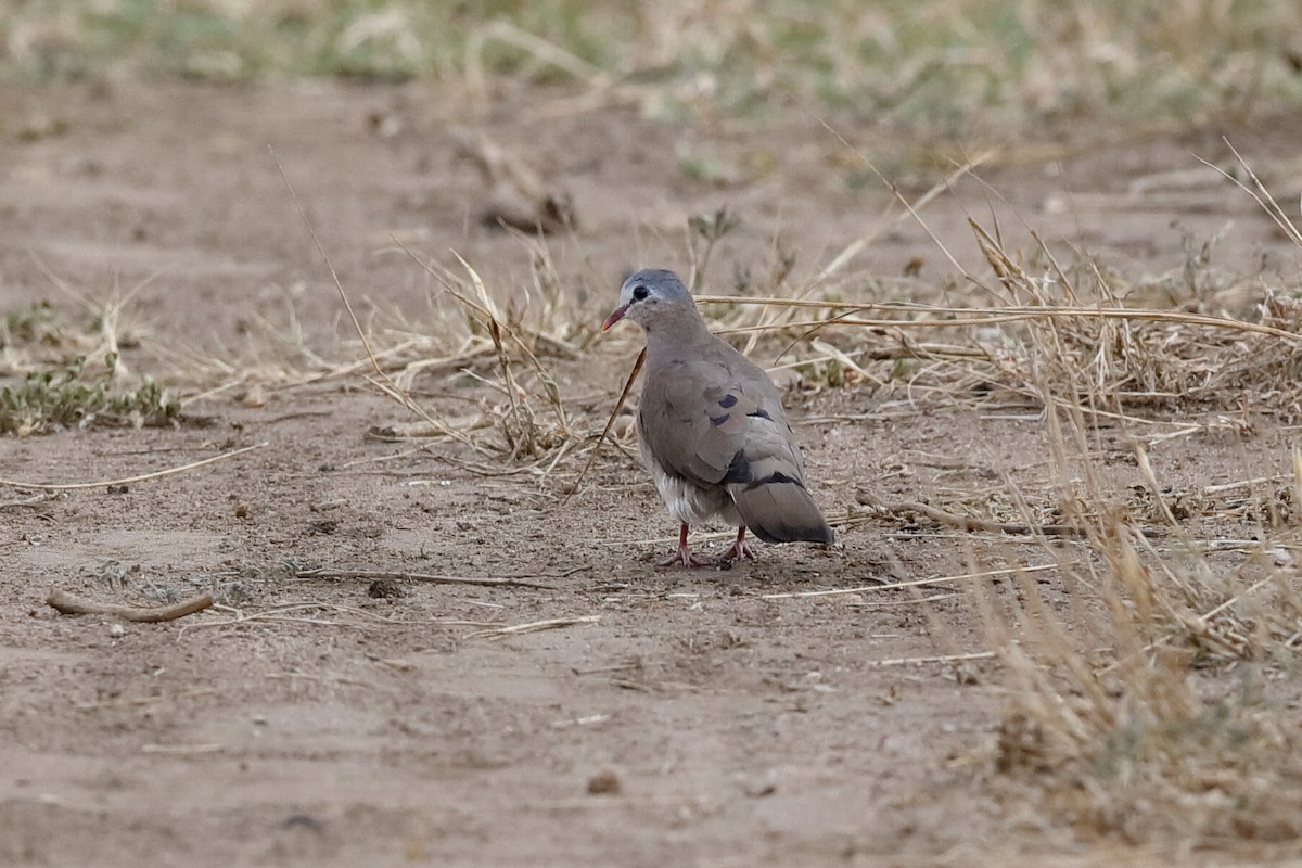 Emerald-spotted Wood-Dove - ML222293881