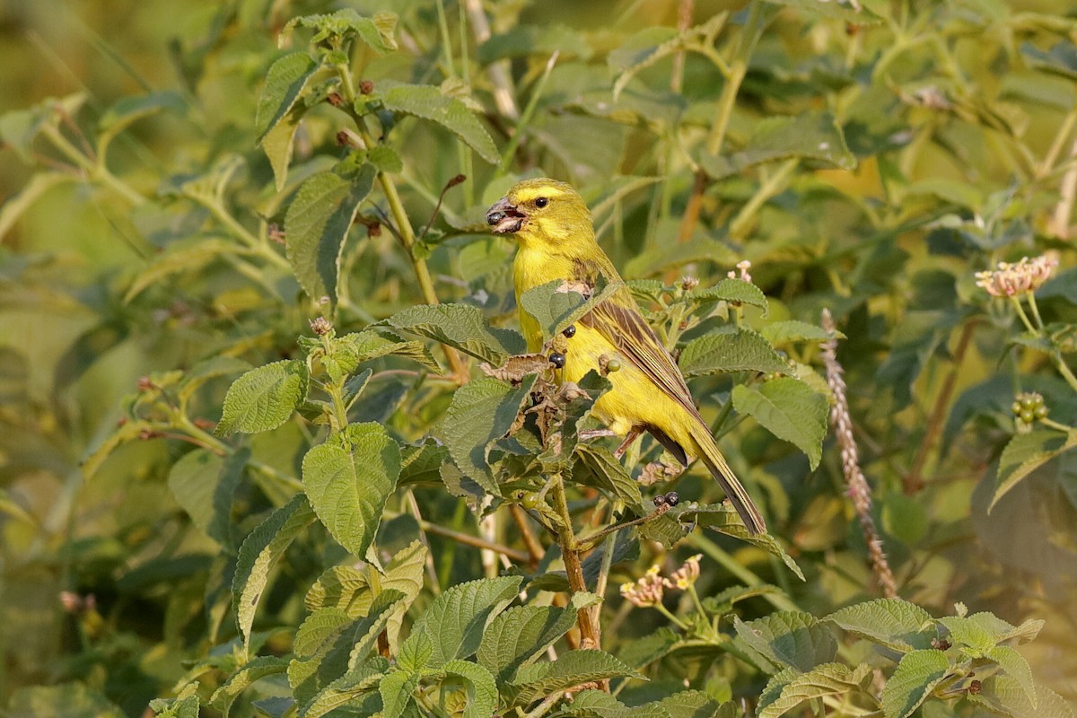 Yellow-fronted Canary - ML222293951
