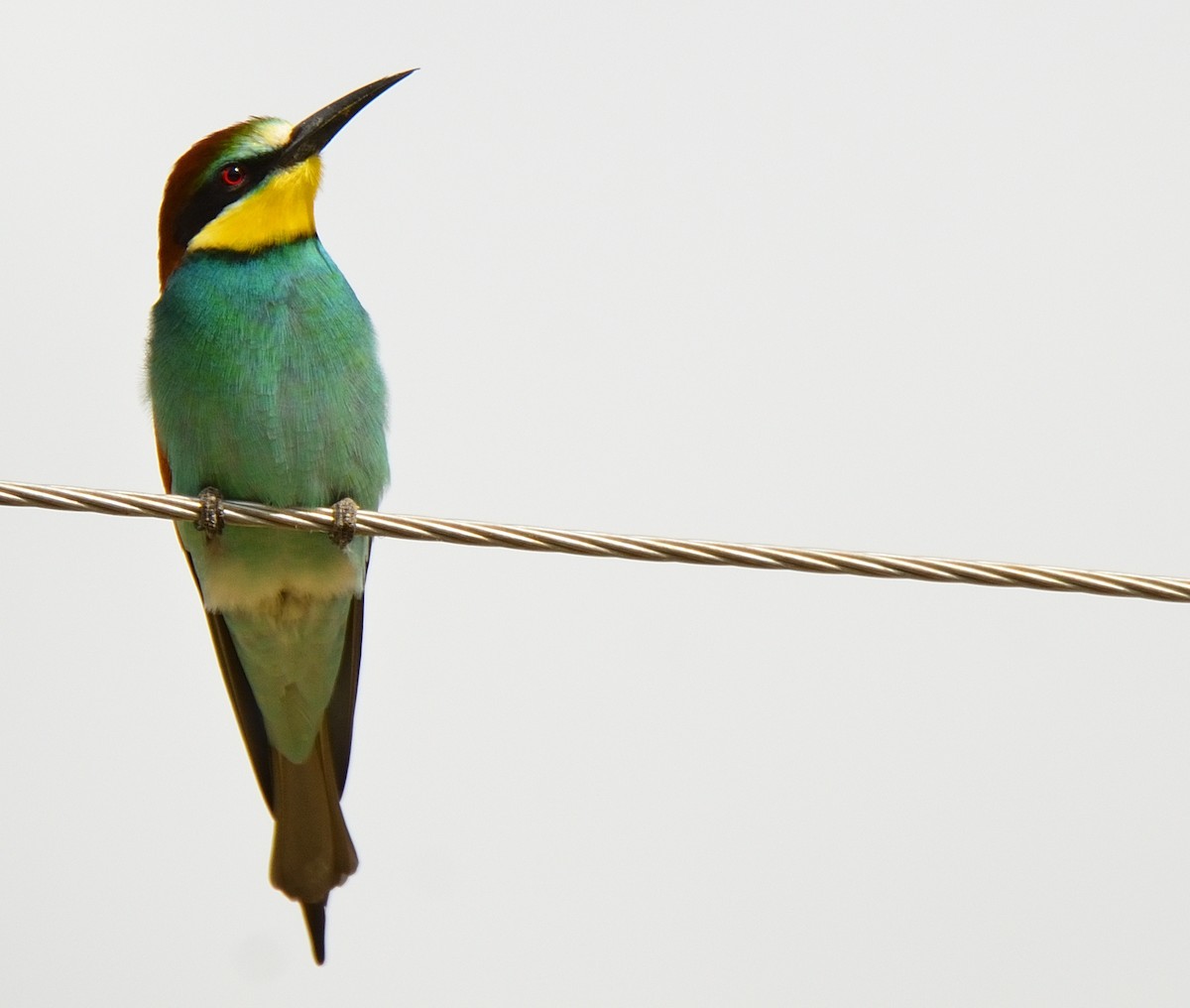 European Bee-eater - ML222294431
