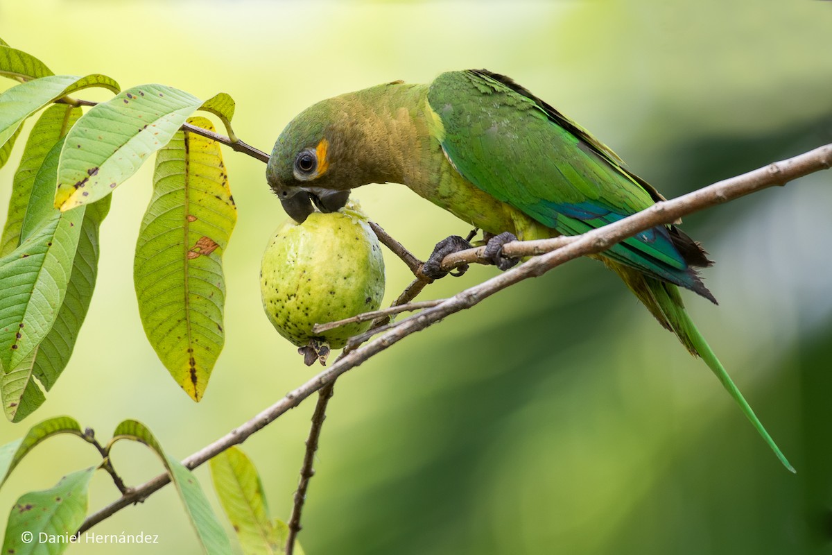 Brown-throated Parakeet - Daniel Hernandez