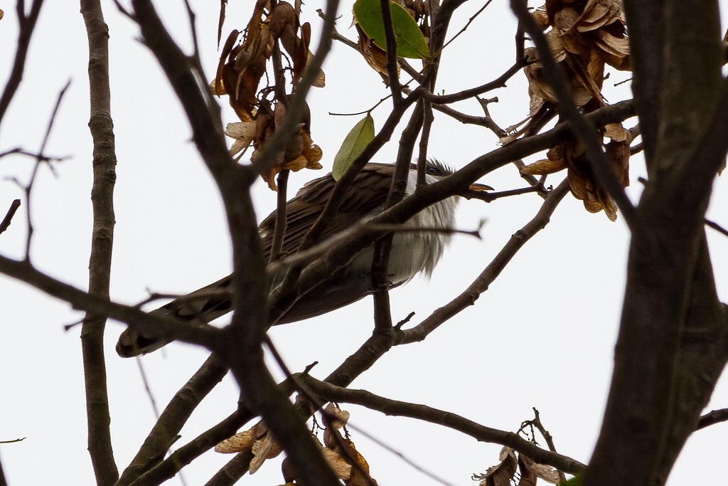 Pearly-breasted Cuckoo - LAERTE CARDIM