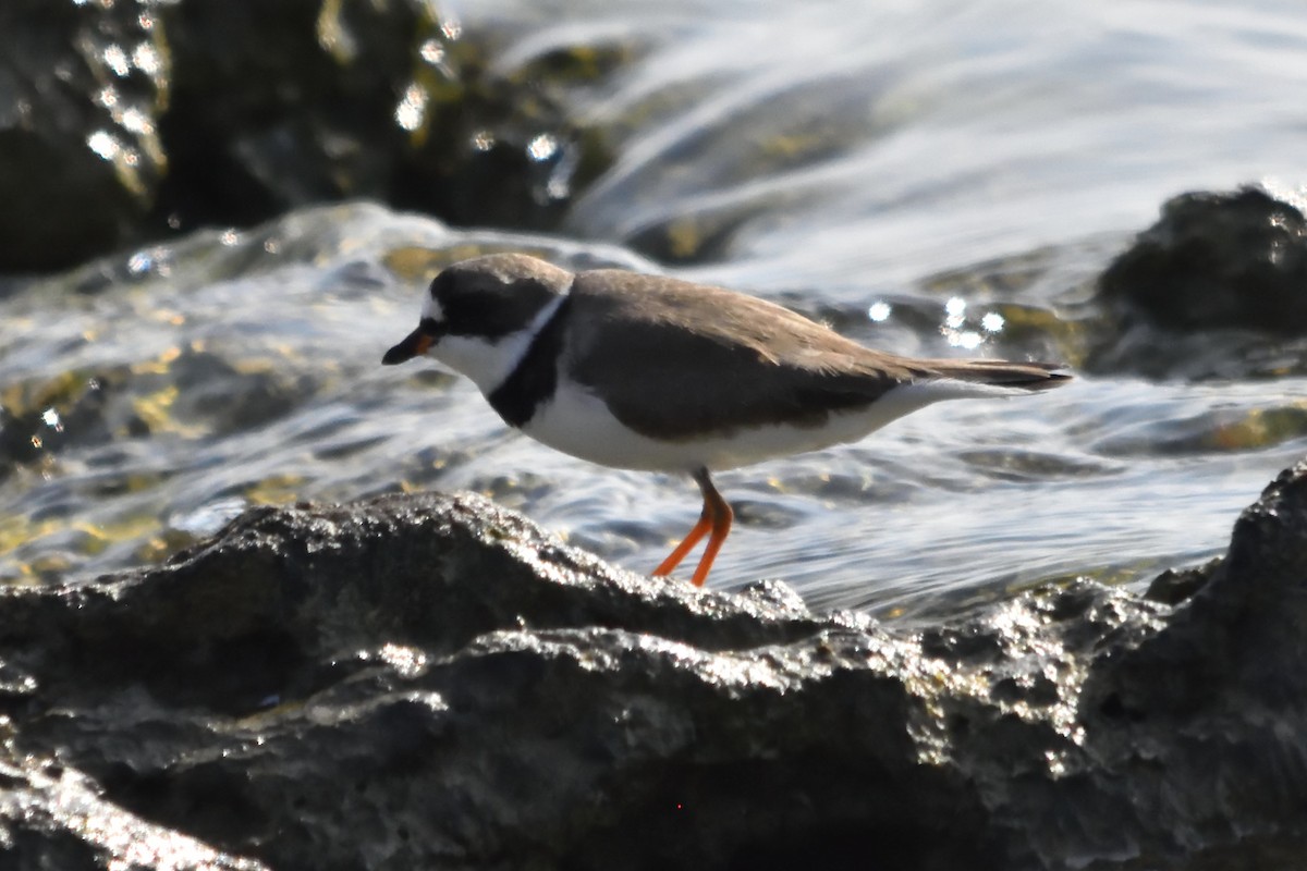 Semipalmated Plover - ML222296601