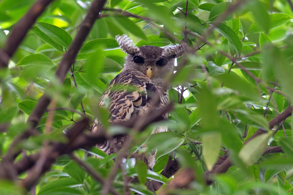 Spot-bellied Eagle-Owl - ML222296951
