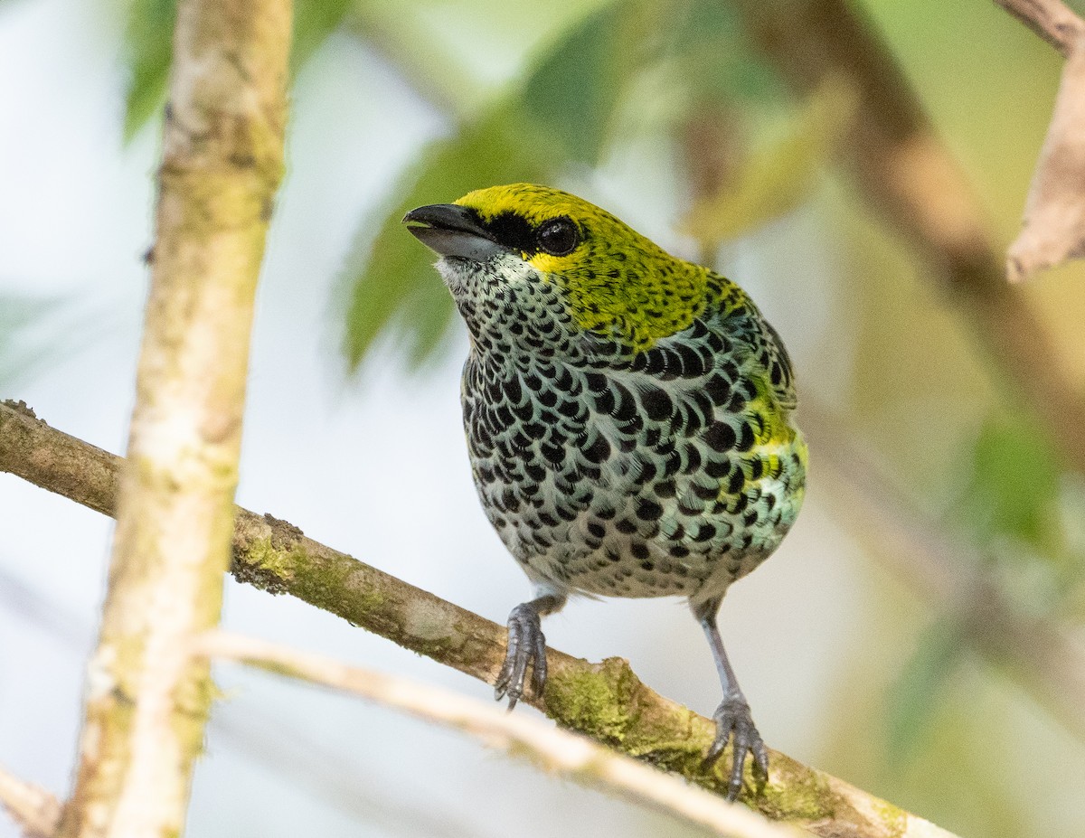 Speckled Tanager - ML222297791