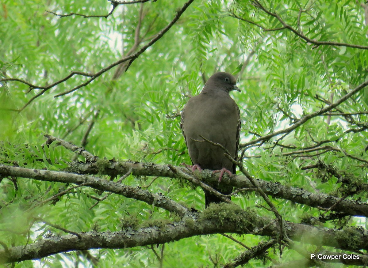 Spot-winged Pigeon - Patricio Cowper Coles