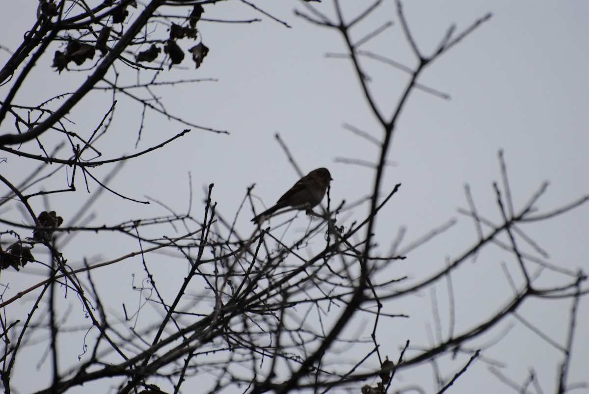 Field Sparrow - ML222301421