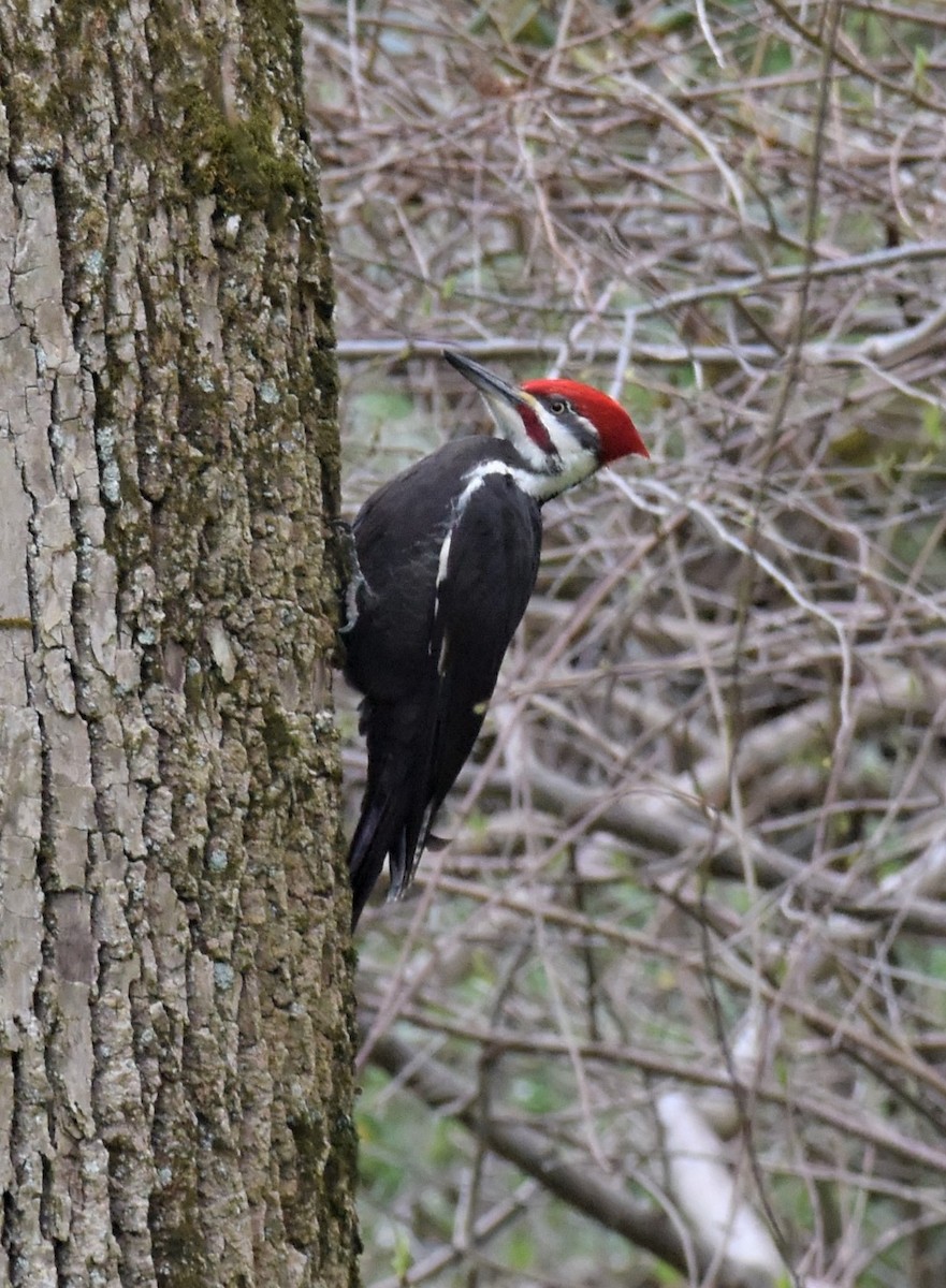 Pileated Woodpecker - Andrew Ednie