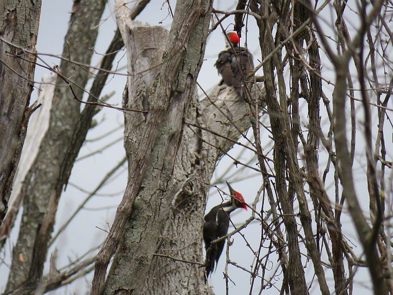 Pileated Woodpecker - ML222303551