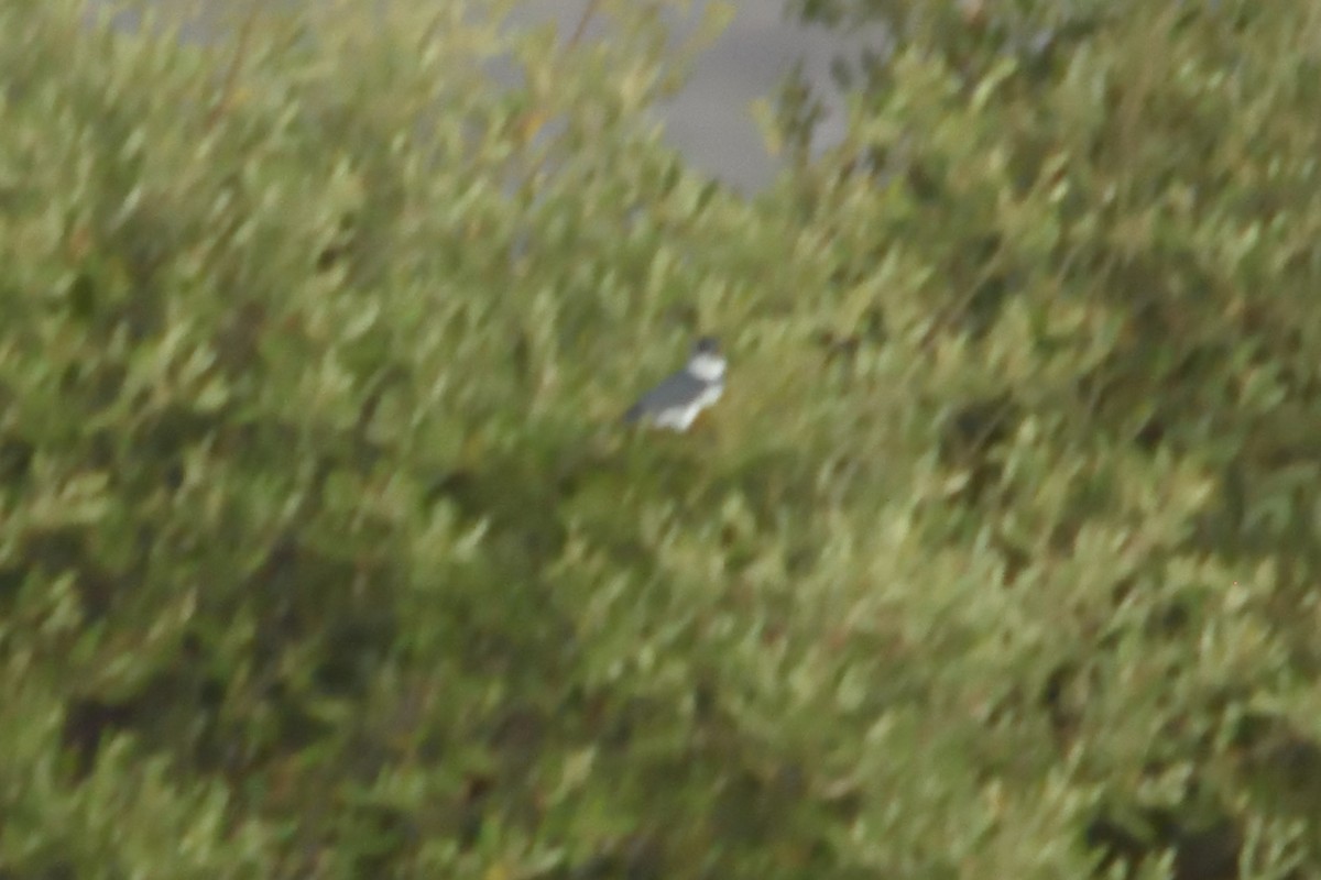 Belted Kingfisher - ML222304531