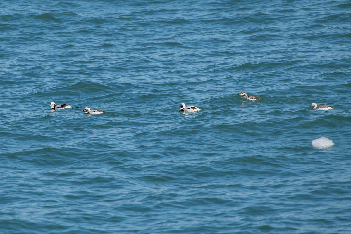 Long-tailed Duck - ML222305091