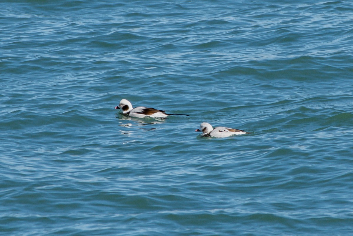 Long-tailed Duck - ML222305101