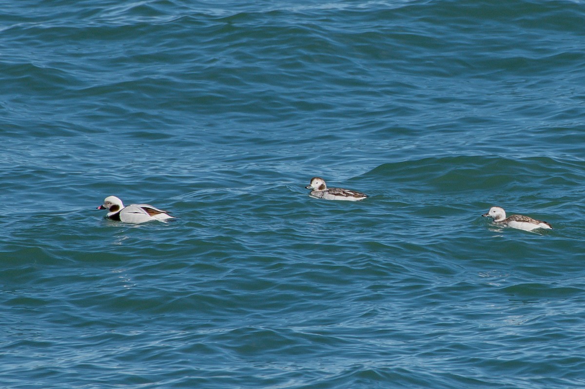 Long-tailed Duck - ML222305151