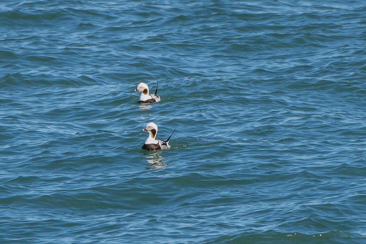 Long-tailed Duck - ML222305261