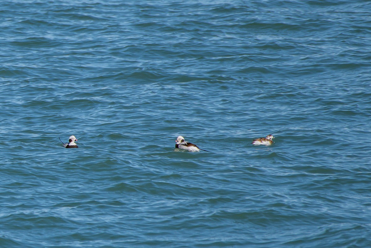 Long-tailed Duck - ML222305291