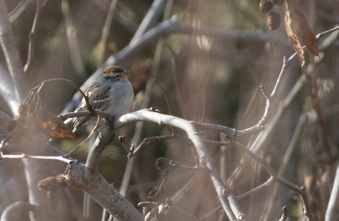Chipping Sparrow - ML22230531