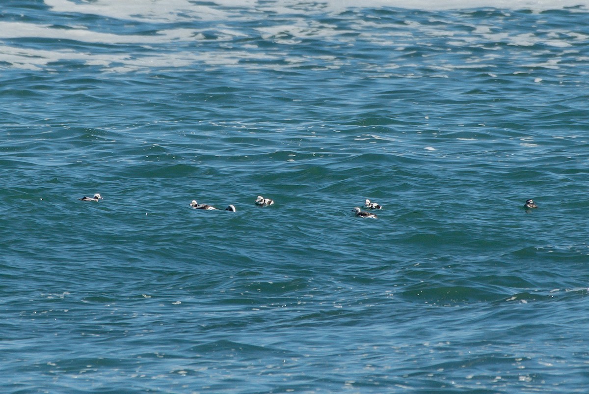 Long-tailed Duck - ML222305601