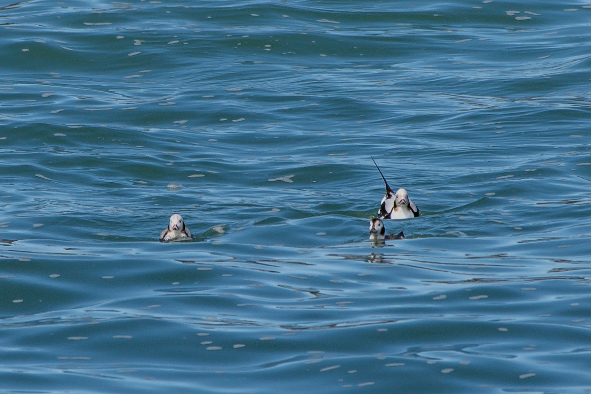 Long-tailed Duck - ML222305741