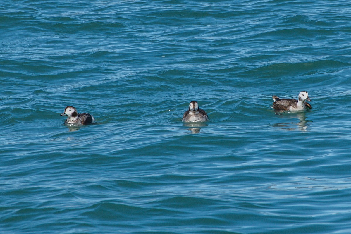Long-tailed Duck - ML222305801