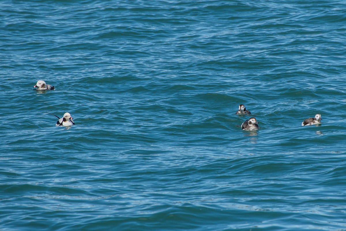 Long-tailed Duck - ML222305811