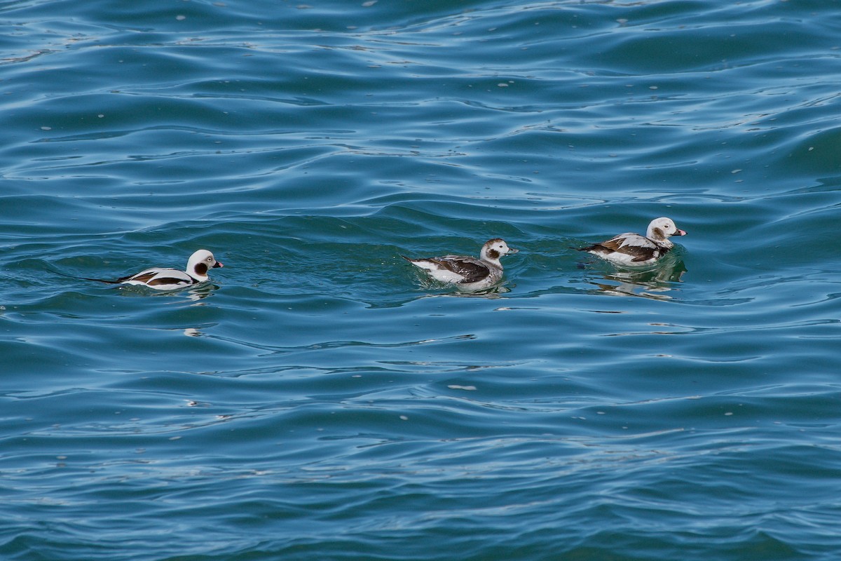 Long-tailed Duck - ML222305971