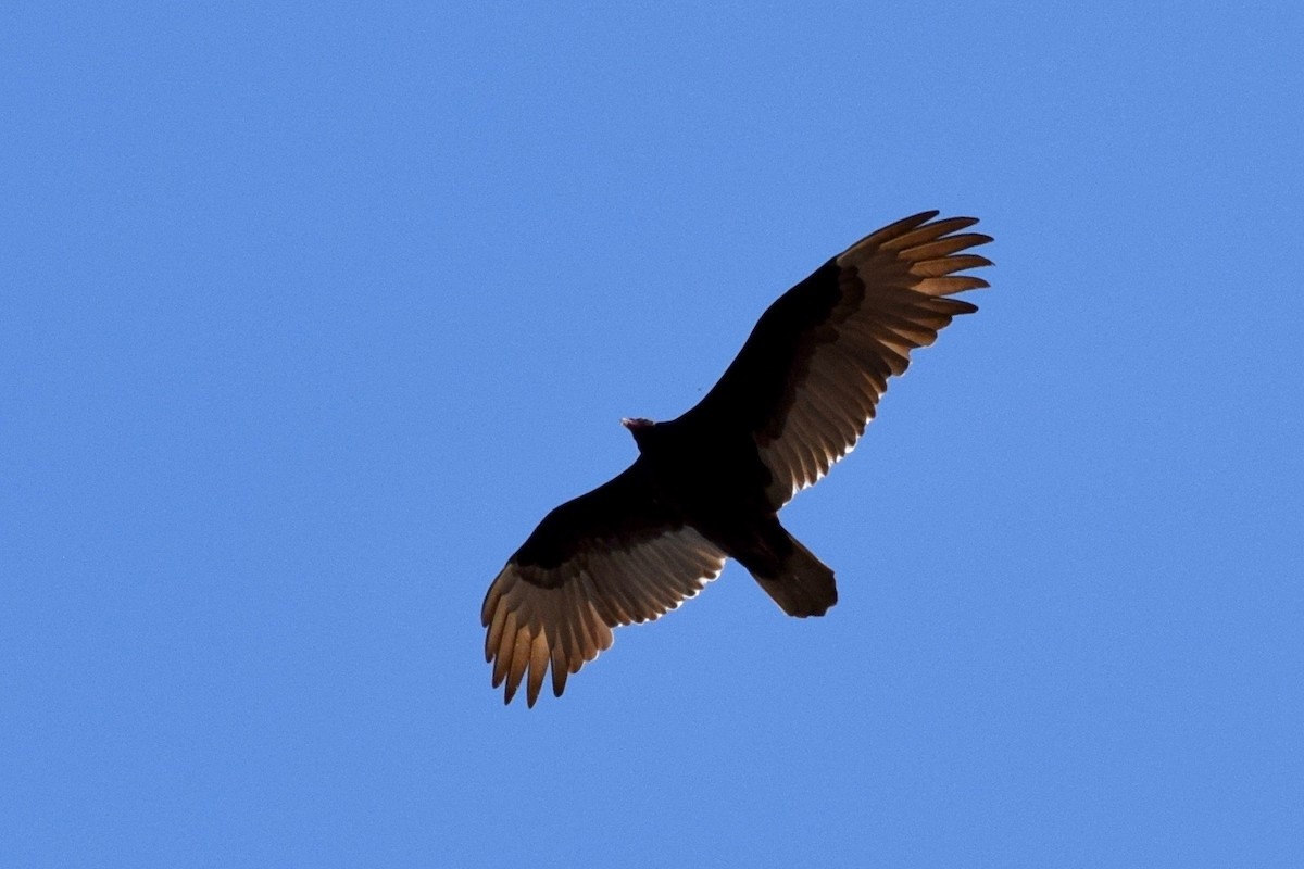 Turkey Vulture - ML222310131