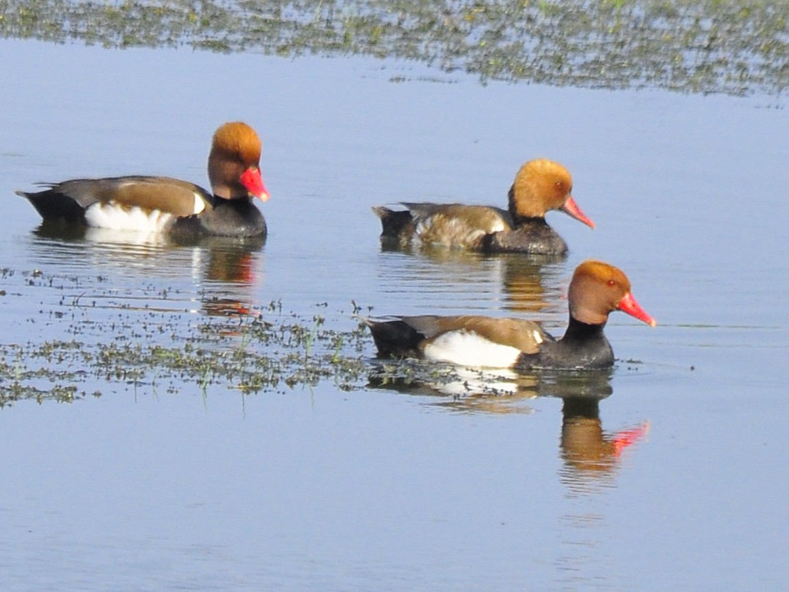Red-crested Pochard - TheNatureTrust (GroupAccount)