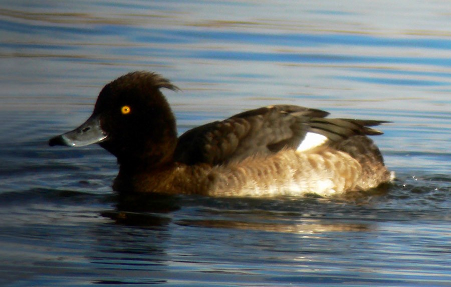 Tufted Duck - ML22232251
