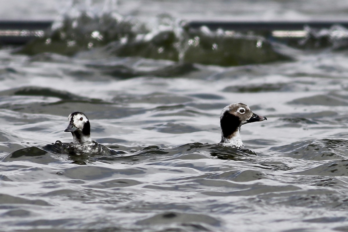 Long-tailed Duck - George Forsyth
