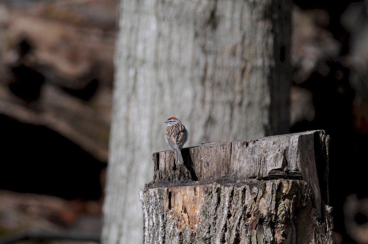 Chipping Sparrow - ML222325581
