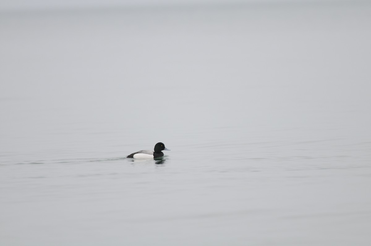 Greater Scaup - ML222326281