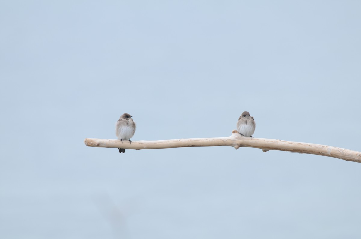 Northern Rough-winged Swallow - ML222328951