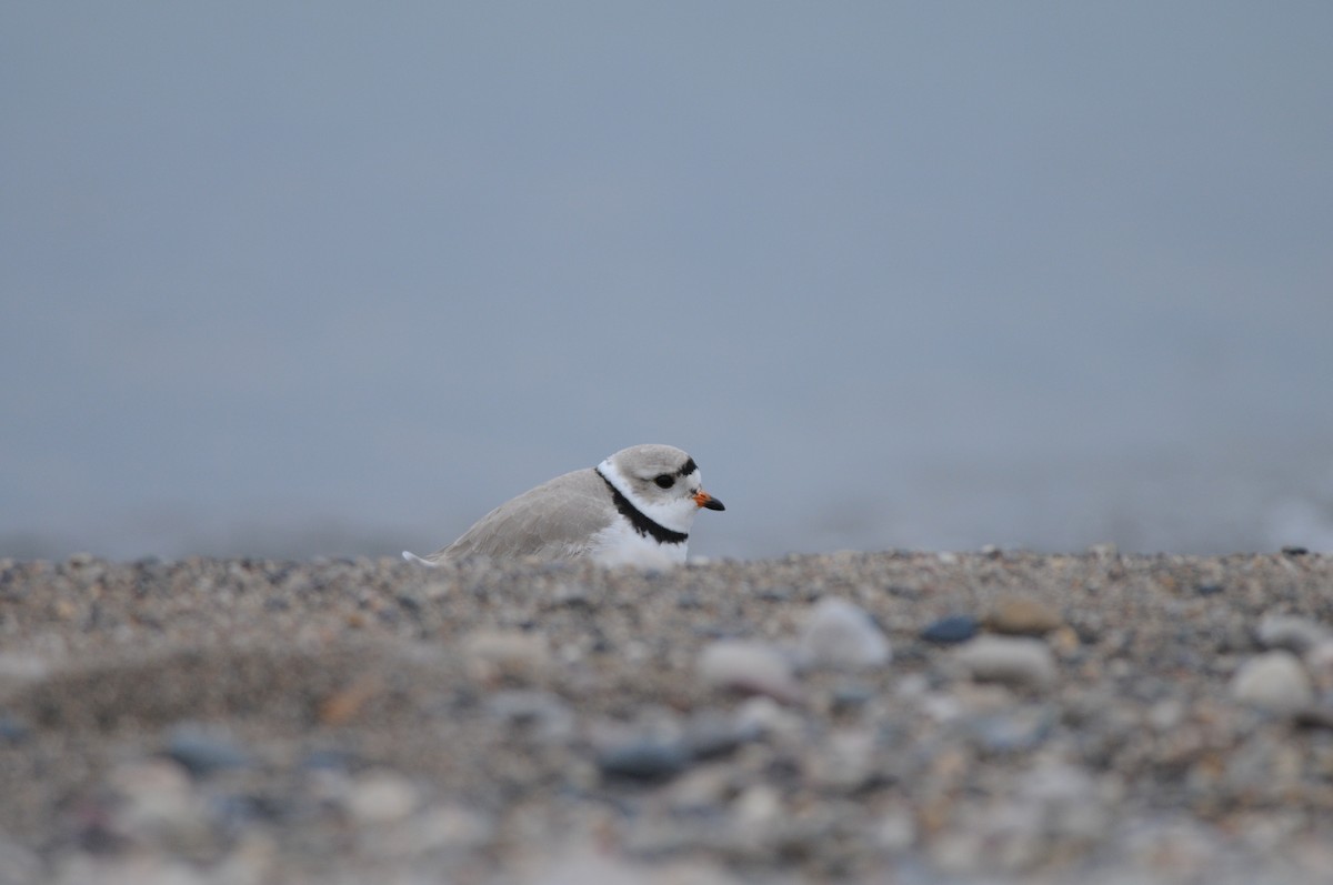Piping Plover - ML222330811