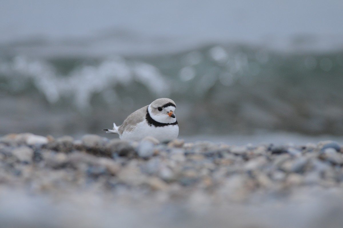 Piping Plover - ML222330821
