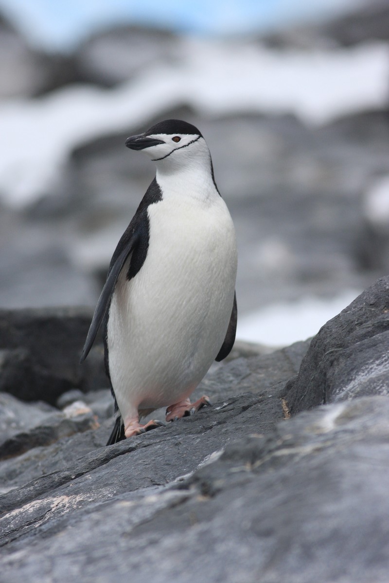 Chinstrap Penguin - Oscar Campbell